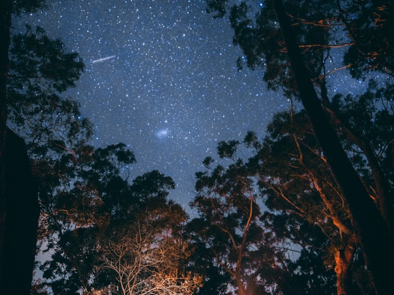 家庭用户在森林中搭建帐篷享受露营乐趣的温馨画面